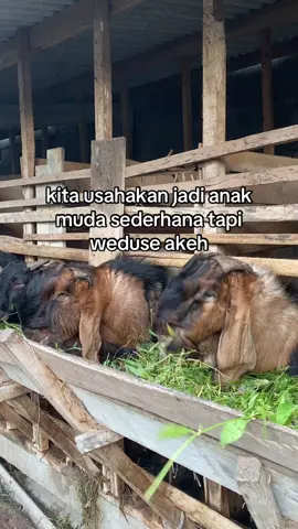 🤲🏼#peternakmuda #kambing #trending #pengusahamuda 