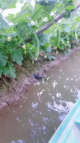 e về miền tây 