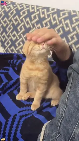 #fyp #catsoftiktok #cutecat #catlover 
