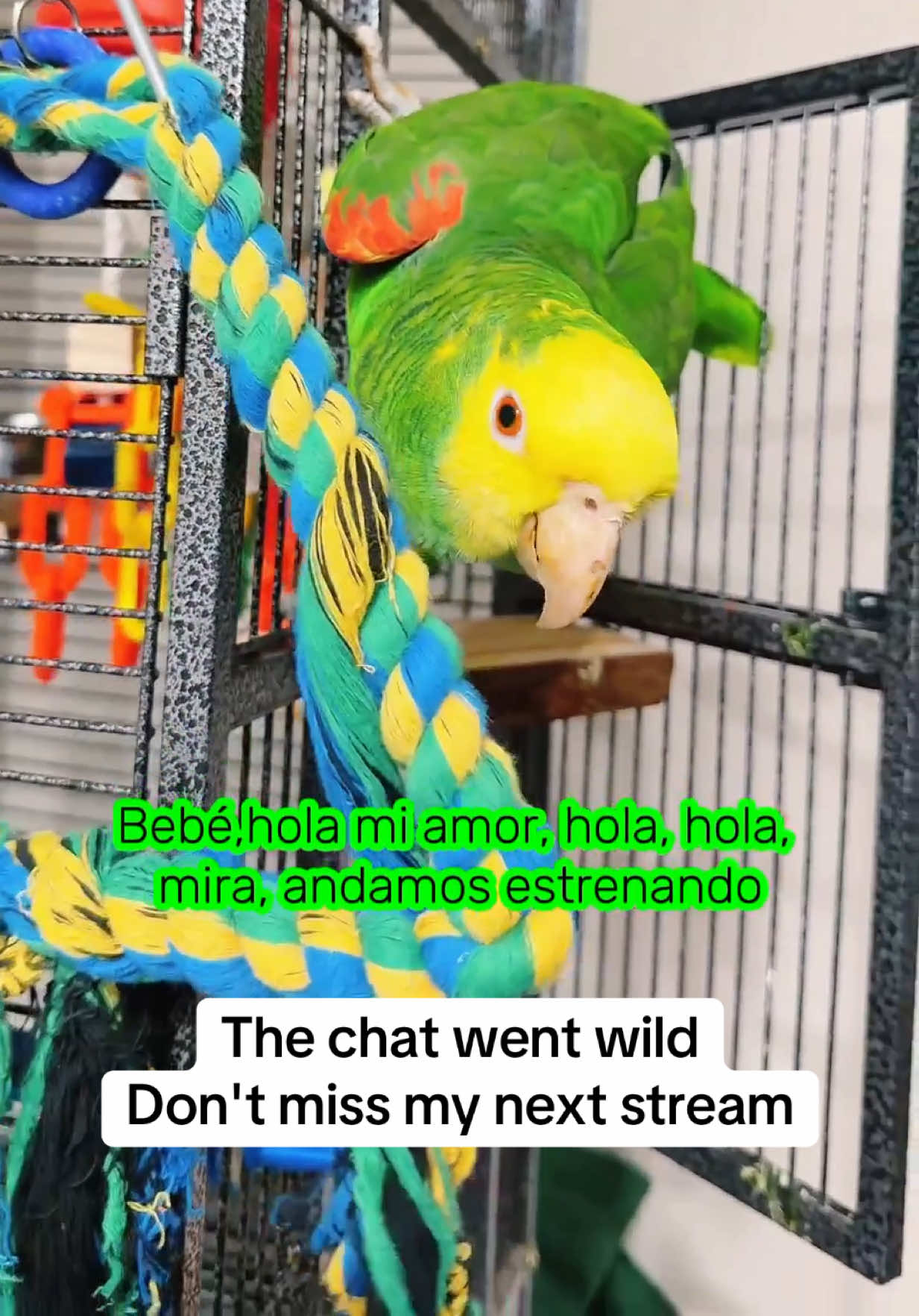 #tiktoklive #livehighlights #amazonparrot #amazonparrotsoftiktok #loroamazonas 