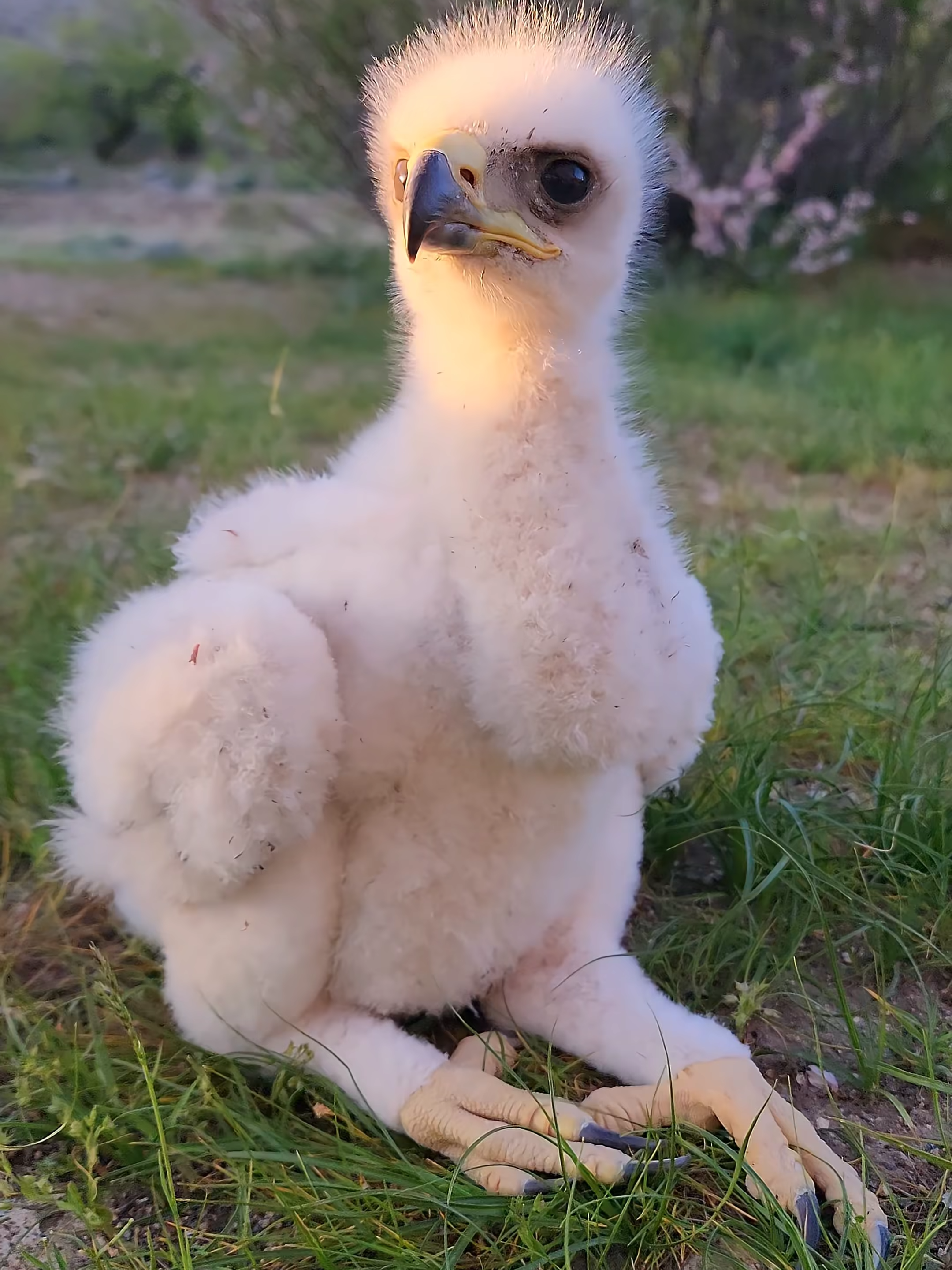 My Baby Golden Eagle Calling While Staring at the Camera 👀🦅#japan #unitedstates #korea #bird #motherbird #brasil