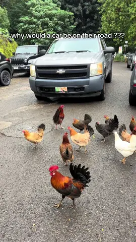 Chickens in Hawaii are living their best damn life #oahu #chickens 