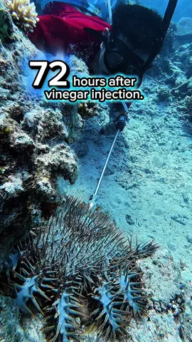 72 hours after vinegar injection — a simple method making a big difference. Controlling COTS helps save our reefs and give corals a chance to recover.  #protectcoralreefs #advocacy #CrownOfThornsStarfish