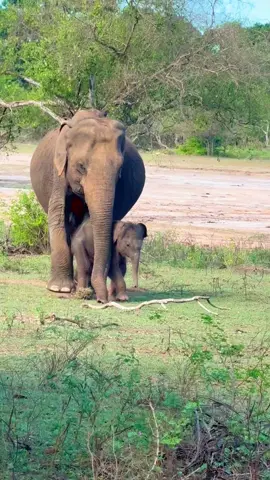 යාල හැඩකරන්න ආපු චූටි පැටියා 😍 #tiktokviral #eveningvibes #elephantlover #wildanimals #yalanationalpark 