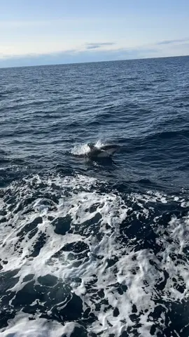 kerja bonus liat lumba lumba🌊🐬#fyp #xybca #jepang🇯🇵 #lumbalumba #pelautindonesia 