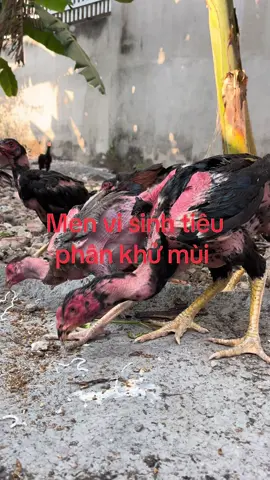 Men vi sinh tiêu phân khử mùi.#lenxuhuong #lenxuhuong_tiktok #ganoivietnam🇻🇳 #gadavietnam #menvisinh 