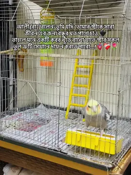 💙✨ #tikify #foryourpage #viral #tiktokbangladesh #1millionaudition @TikTok for Business @TikTok Bangladesh @For you page 
