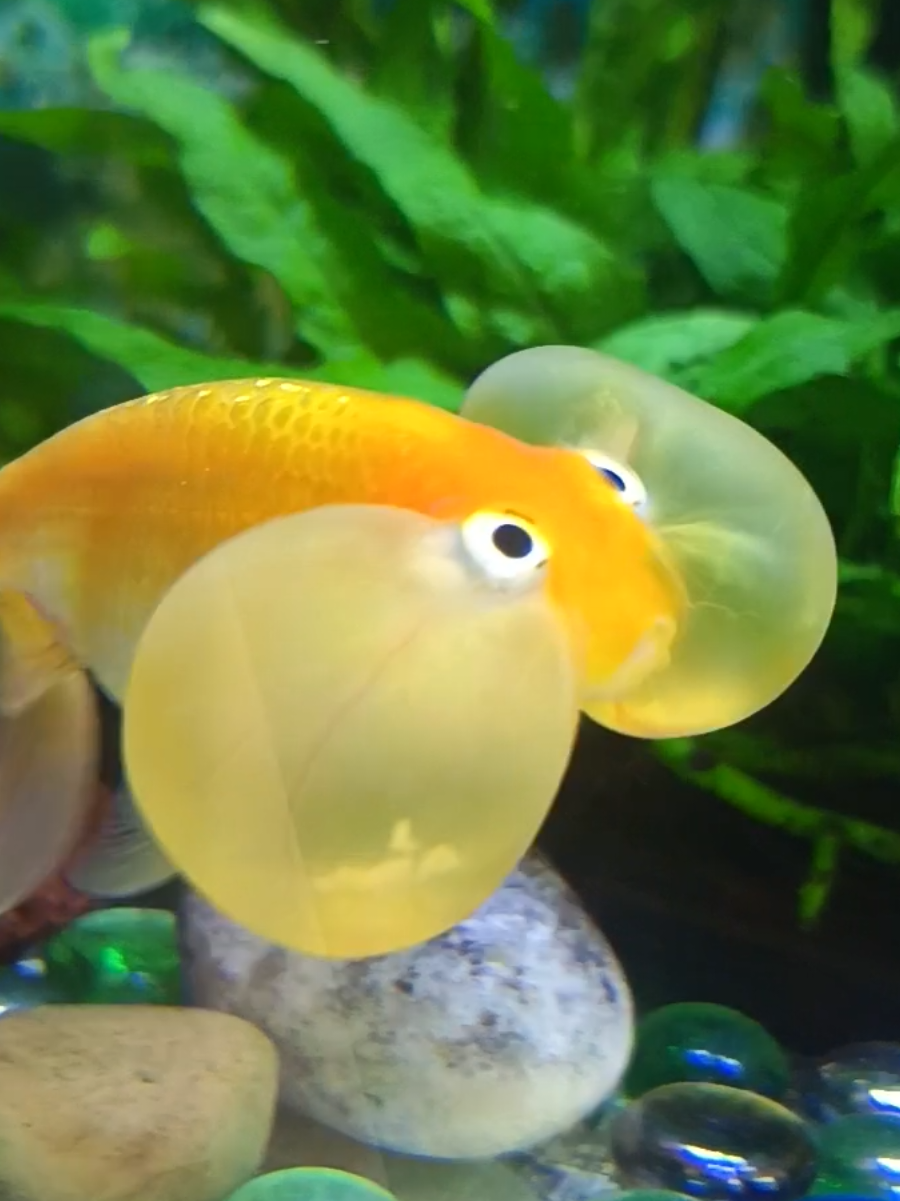 #金鱼 #cutefish #bubbleeyegoldfish #funnyfish #fish 
