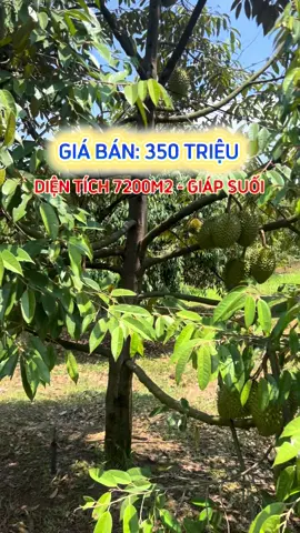 Liên hệ 0937.346.333 gửi đúng sổ và đi xem vườn #xuhuongtiktok #saurieng #datvuongiare #datdongnai #nhadat 