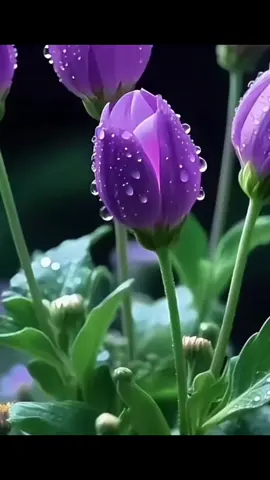 #فكروني_ام_كلثوم #موسيقى_ورود #flowers #music #البرنسيسه 
