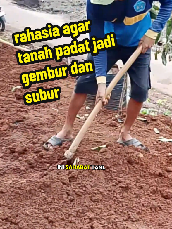 bukan sulap bukan sihir tanah padat bisa subur dan gembur#fyp #asamhumat #asamhumatpembenahtanah 