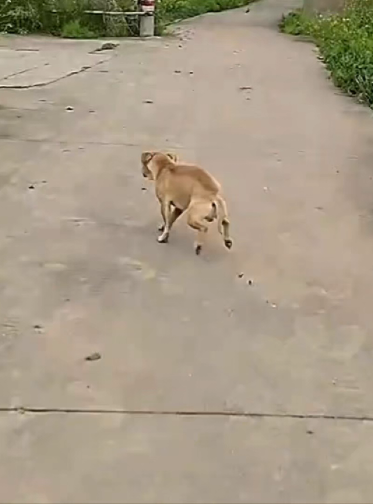 Chọc chó cực mạnh #doglife #prankdog 