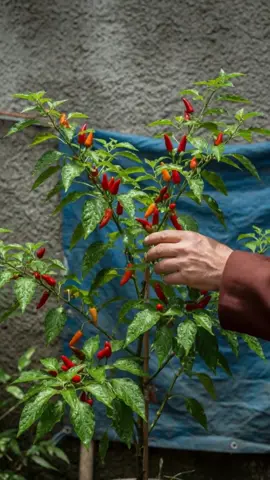 medicinas naturales 👉