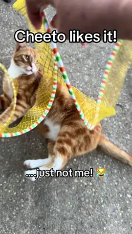 Get you one today!  I’m sure your fur baby will like it and already likes you!  😹😻♥️ #foryoupage #fyp #fypシ #fypシ゚viral #orangecatbehavior 