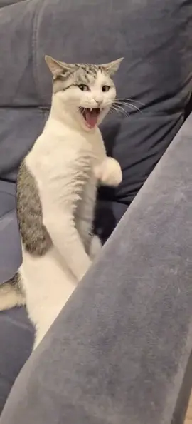 Is my cat fine?  Cat on the couch #cat #fyp 