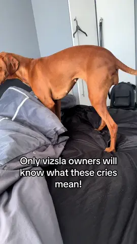 Won’t stop until I let her under the covers 🤣 #vizsla #dog 