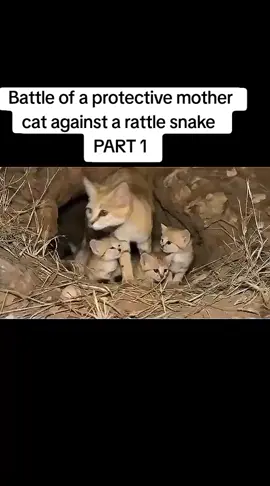 rattle snake and cat fight 