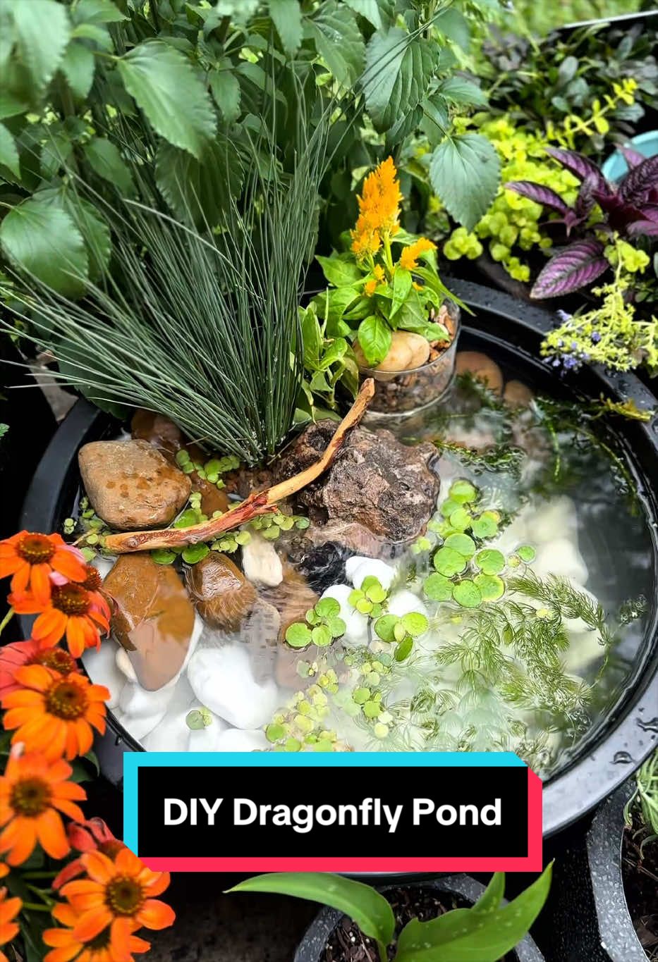 Build a DIY Dragonfly Pond With Me. Full Video on YouTube @JillianFelice.  #DIYDragonflyPond #BackyardEcosystem #NaturalMosquitoControl #SmallGardenPond #PollinatorGarden