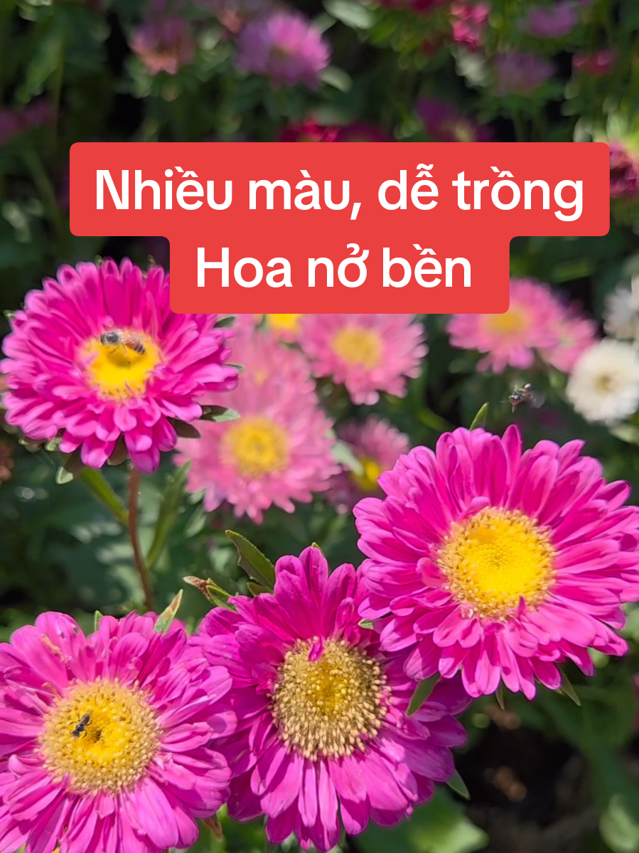 #vuonnhauyen #hatgiong #cucmagic #cucdalat #hoacuc . Trong 1 lần ra hoa nhiều màu, dễ trồng cây sinh trưởng mạnh.Có thắc mắc gì về cách trồng mọi người để dưới bl nhé. Cảm ơn vì đã xem hết 