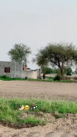 mor jana cha wala cha nastayi cha gady nasta 🥺🤌🏻#foryou #viralvideo #fypage #marwatpsp #ikramiiipsp @TikTok 