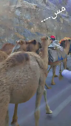 سردار عتیق شیرانی