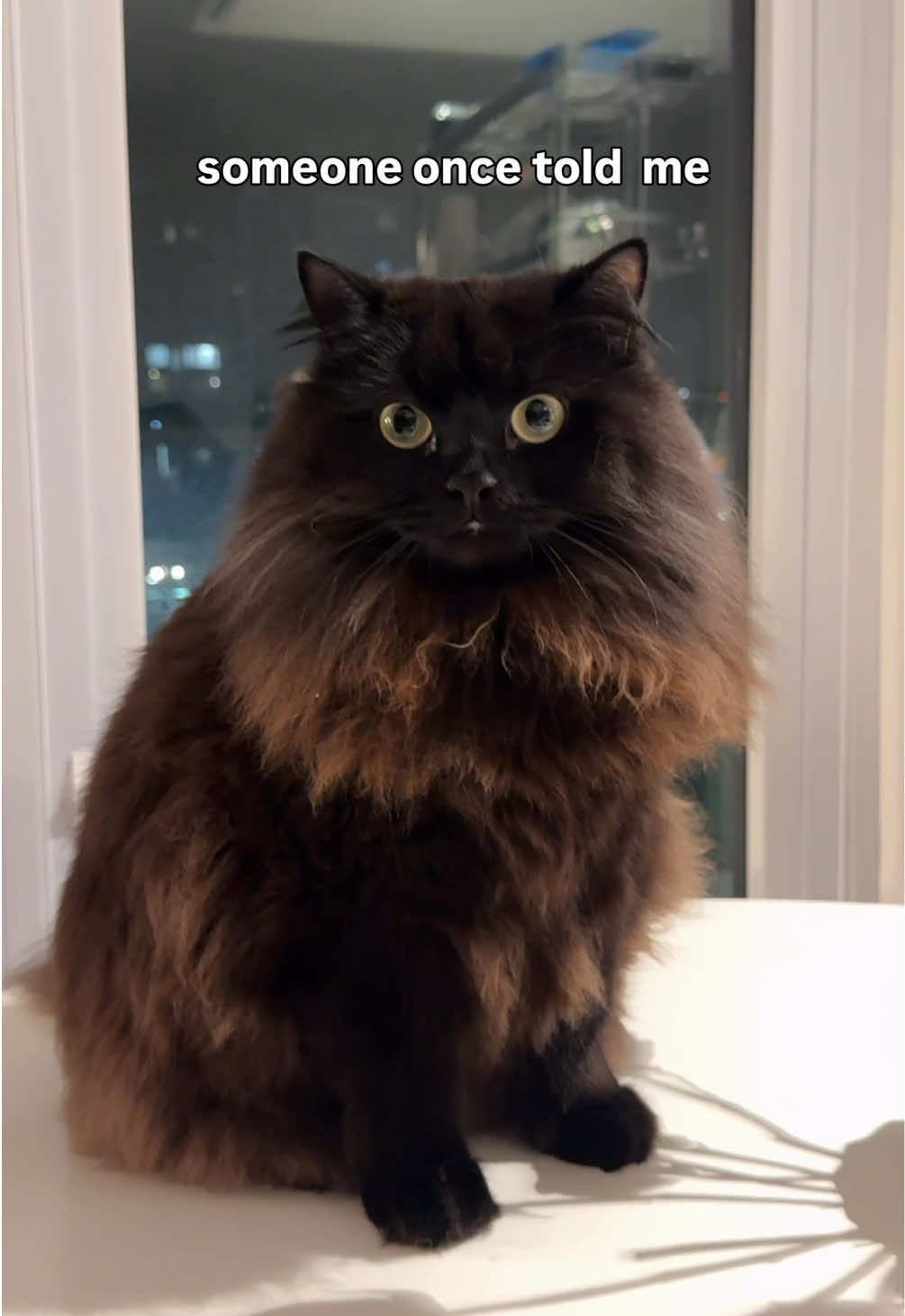 What an inspiration #cattok #catsoftiktok #cat #blackcats #blackcatsoftiktok 