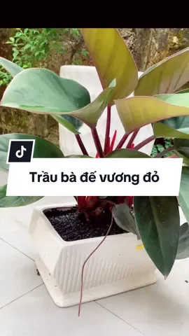 Trầu bà đế vương đỏ (đế vương nâu) cây phong thủy thu hút may mắn tài Lộc cho gia chủ #traubadevuong #traubadevuongdo #traubadevuongnau #caytraubadevuongdo #cayphongthuy 