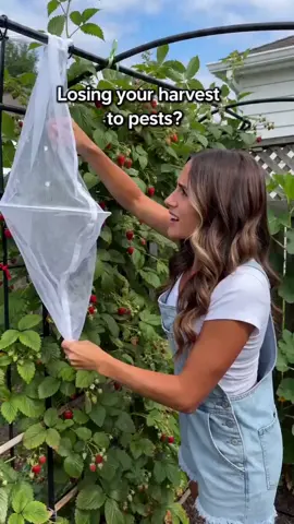 Fruit netting bags  your fruit, vegetable, floral from birds and .
Small fruit protection bag with  mesh, breathable for fruits and vegetables to absorb sunlight.
Green fruit yarn bags are soft and lightweight, no burden on fruits even on rainy days.
Mesh fruit protection bags with drawstring, easy to use. No  to your fruit when remove the mesh bag.
30 count fruit protection yarn bags suit for blueberry, strawberry, cherry, prunes and other small fruits  vegetables. #pumpsoap #dispenserpump #summervibes #starterpicks #accedoriosdecocina