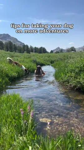 Do you want to take your dog on more adventures this spring + summer? Here are my biggest takeaways for making your dog the perfect adventure companion 👇🏼 1. The better your dog’s obedience is, the more freedom they can have! For me, I started training Stanley indoors with minimal distractions, to keep the focus on me! We gradually moved to more exciting environments such as neighborhood walks, empty hiking trails, and then to places with more traffic. 2. The better your bond is, the more in sync you will be! This is all about play and the time you give to your dog. The more quality time you spend, the better your bond will grow. 3. Nutrition is key for making sure your dog is energized and capable of keeping up. Stanley LOVES the taste of @ORIJEN™ Pet Food FreshPrey dog food, and I love how it is nutrient dense and how its first 5 ingredients are from animals. Try out ORIJEN™ FRESHPREY at @Petco and @Chewy nationwide. Fresh food done the ORIJEN™ way! #ORIJENPet #ORIJENPartner AD