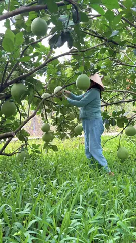 Mẹ em nói lên cho mẹ 1 clip   Về miền tây đi hái bưởi với em thôi nào☺️☺️#xuhuong #xuhuongtiktok #71bentre #buoidaxanh #BuoiDaXanhThuyVy 