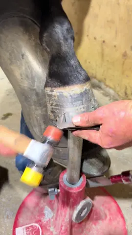 Finishing the hoof. #farrier #farriersoftiktok #hoofcare #oddlysatisfying #asmr 