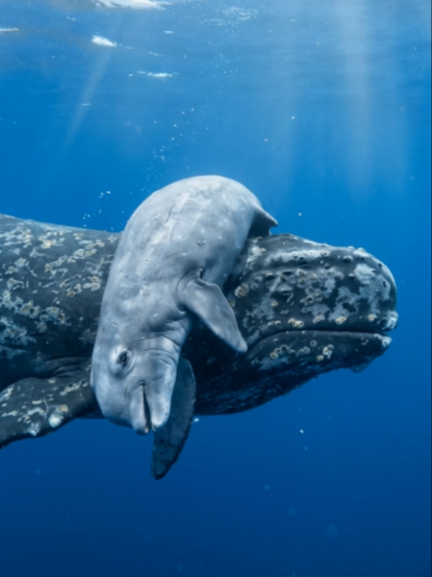 She didn’t leave… 🐋💔 A mother whale stayed with her baby for days. Some bonds don’t fade easily. 💙 #foryou #whales #ocean #nature #wildlife