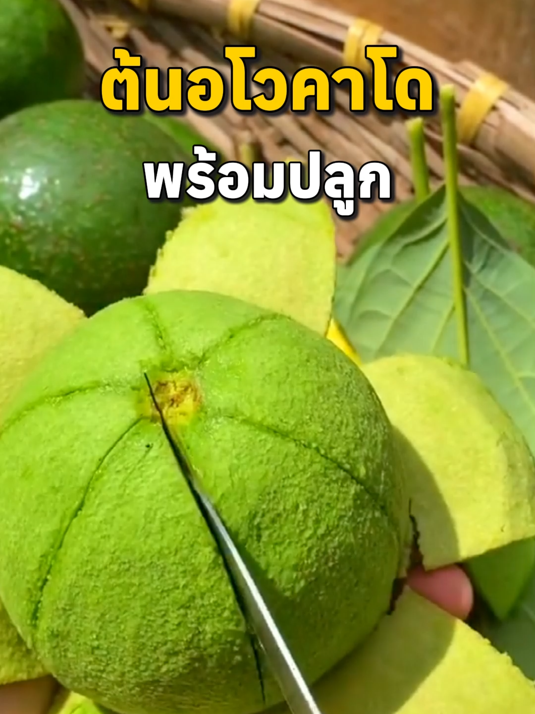 #อโวคาโด #อโวคาโด้ #อโวคาโดบูท7 #tiktokshop #สุขภาพดี