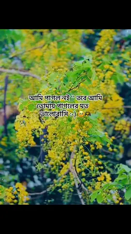 Onek vlo Basi pakhi 🥹🕊️#captionvideo #viralvideo #Foryou ##CapCut 