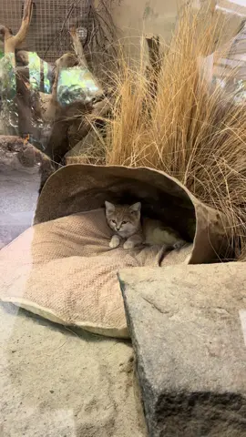 Sand Cats are some of the cutest small wild cat species! @San Diego Zoo  #sandcat #cute #sandiegosafaripark #fyp #sandiegolife 