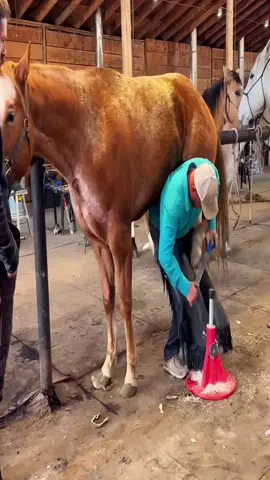 #farrier #farriersoftiktok #horse #asmr #animalwelfare