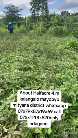 #swabbiekmityana #afordableplots #landdealler #mityana#landforfarming #mityanadistrict #afordableplots 