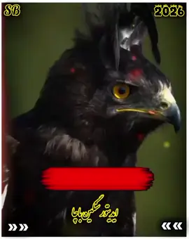 #😭plezzunfreezmyacount #plezzunfreezmyacount #craetorsearchinsights #trendingvideoviral #foryoupageofficiall @sangen___bahace___2 @🤟😶‍🌫️  یوسف وفا 😶‍🌫️🤟 @꧁༺لالئ نیگار༻꧂ 