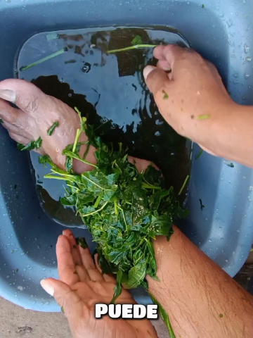#nature #Recipe #dallas #plants #america 