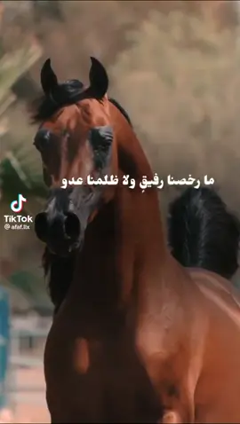 #في هذا اليوم 