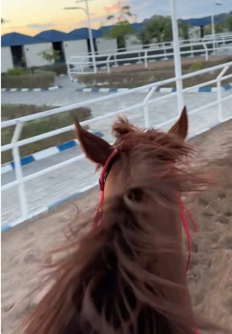 🫡❤️ #ماشاءالله #explore #مربط_البراء @مربط البراء #horse #foryou 
