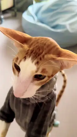 咪咪饿了 #catsoftiktok #cats #usa #piouok #kitten 