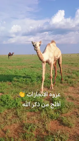 #تصويري_احترافي_الاجواء👌🏻🕊😴 