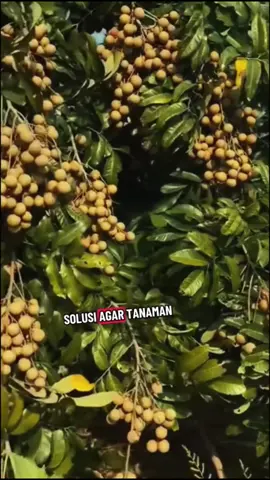 #pupukbuah ##buahbuahan #petaniindonesia🇮🇩🇮🇩🇮🇩🌿🌿 #fypシ゚ 