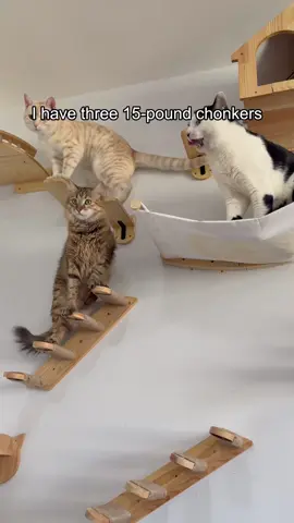Three 15-lb fat cats and this wall shelf doesn't even flinch. Now THAT'S strong. 🐱🐱🐱🔨#SummerVibes #petlovers #cattree #funnycat #cattoys 