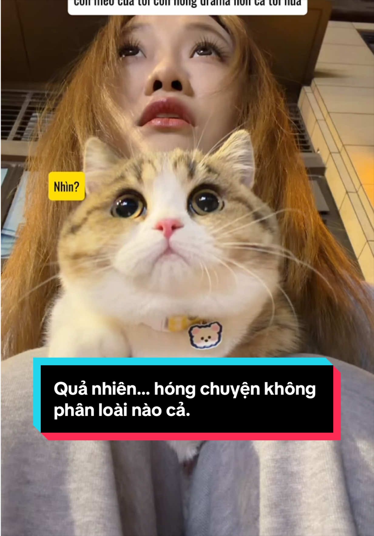 Quả nhiên… hóng chuyện không phân loài nào cả. #mèo #meow #mèocon #dễthương #đángyêu 