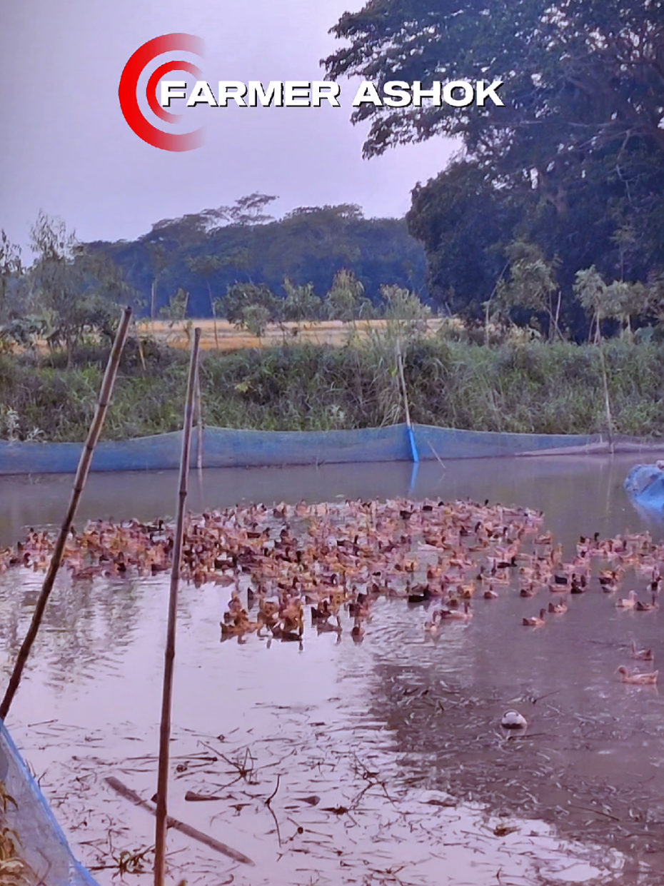 স্বপ্নটা শুধু টাকা আয় করার না…❤️ #foryou #viralvideo #agro #farmlife #farm 
