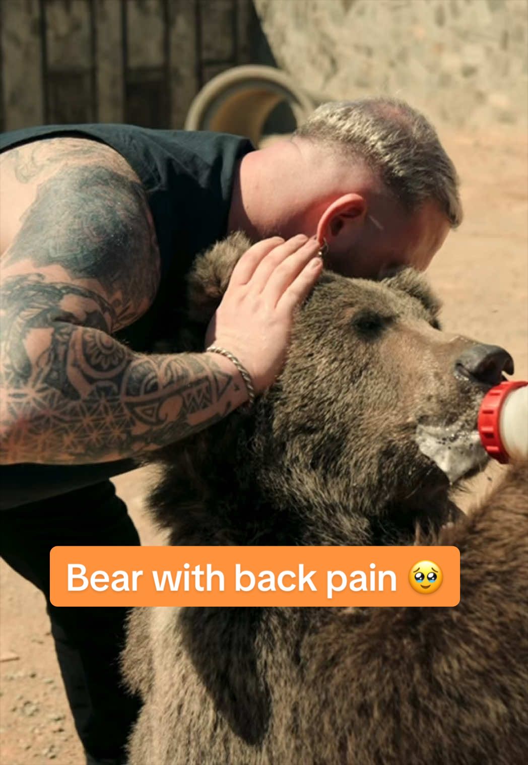 Bear with back pain 🥹 • • • #foryou #asmr #animals #chiropractortiktok #hundeauftiktok 