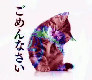 #glitchcore #webcore #catsoftiktok #y2kaesthetic #edit 