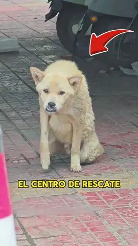 The rescue center found an injured puppy.#animals #Foryou #Friendship #Us#puppy